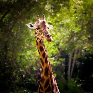 Forrest the Giraffe (Giraffa camelopardalis)