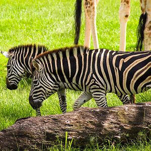 Plains Zebras (Equus quagga)