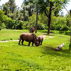 Five Rhinos in One Photo