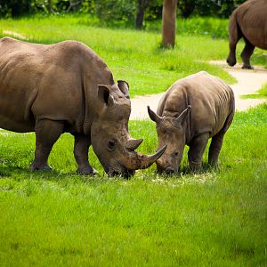 Caballe and Kingston - Southern White Rhinoceros (Ceratotherium simum simum)