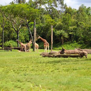 African Savannah Enclosure