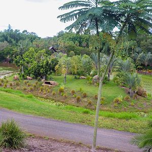 Ring-tailed Lemur Island
