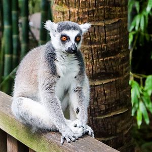 Ring-tailed Lemur (Lemur catta)