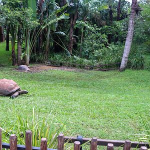 Aldabra Tortoise Enclosure