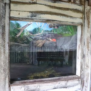 Red-eared Slider/Freshwater Crocodile Enclosure