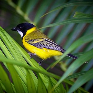 Wild Golden Whistler (Pachycephala pectoralis)