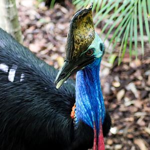 Southern Cassowary (Casuarius casuarius johnsonii)
