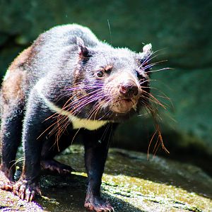 Tasmanian Devil (Sarcophilus harrisii)
