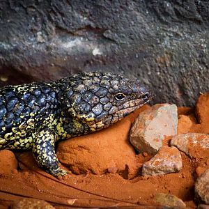 Shingleback (Tiliqua rugosa)
