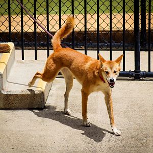Dingo On a Lead (Canis dingo)