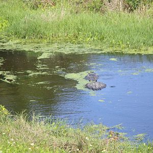 Wild American Alligator (2018)