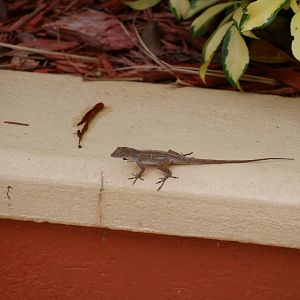 Brown Anole (Florida 2018)