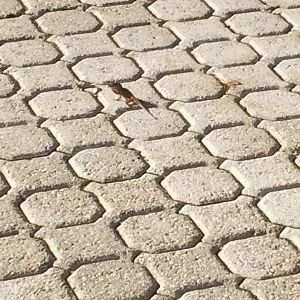 Brown Anole showing dewlap