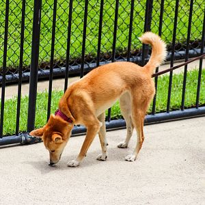 Dingo On a Lead (Canis dingo)