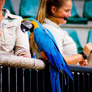 Blue and Gold Macaw (Ara ararauna)