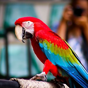 Green-winged Macaw (Ara chloropterus)