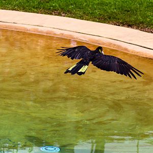 Yellow-tailed Black Cockatoo (Calyptorhynchus funereus)