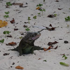 Green Iguana