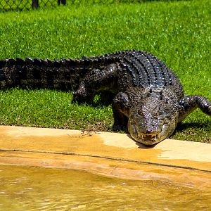 Scrappa the Saltwater Crocodile (Crocodylus porosus)