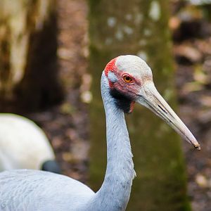Brolga (Grus rubicunda)