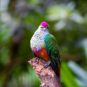 Rose-crowned Fruit Dove (Ptilinopus regina)