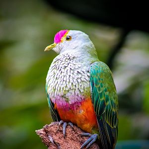 Rose-crowned Fruit Dove (Ptilinopus regina)