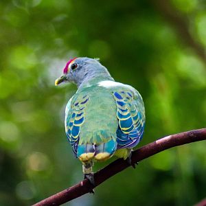 Rose-crowned Fruit Dove (Ptilinopus regina)