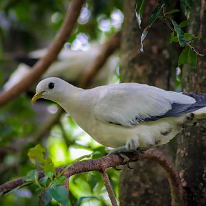 Torresian Imperial Pigeon (Ducula spilorrhoa)