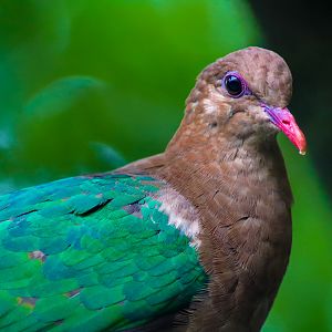 Emerald Dove (Chalcophaps longirostris)