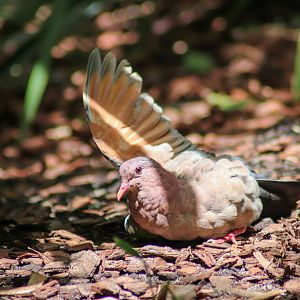 Sunbathing Emerald Dove (Chalcophaps longirostris)