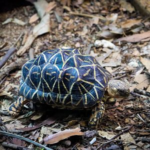 Star Tortoise (Geochelone elegans)