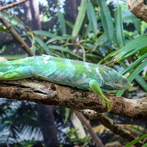 Fijian Crested Iguana (Brachylophus vitiensis)