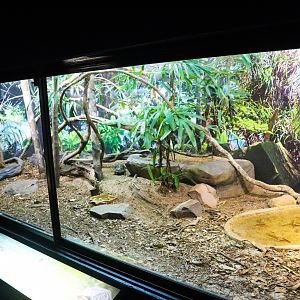 Fijian Crested Iguana/Star Tortoise Enclosure
