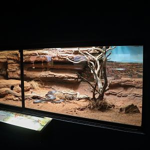 Woma Python Enclosure