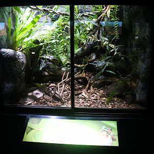 Green Tree Python Enclosure