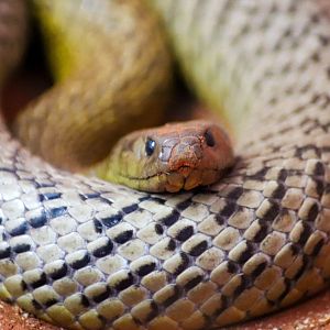 Inland Taipan (Oxyuranus microlepidotus)