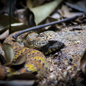 Common Death Adder (Acanthophis antarcticus)