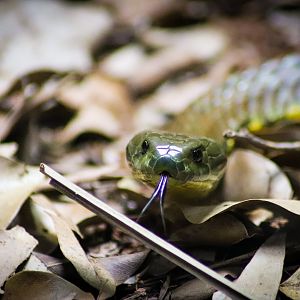 Eastern Tiger Snake (Notechis scutatus scutatus)