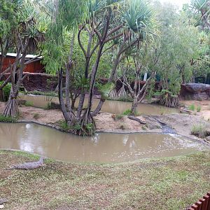 Renovated Crocodile Environmental Park (Opened 2020) - Freshwater Crocodile Enclosure