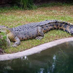 Mossman the Saltwater Crocodile (Crocodylus porosus)