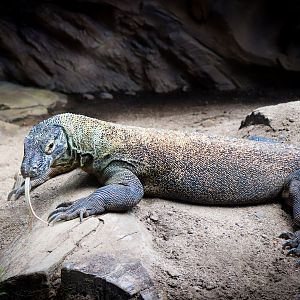 Komodo Dragon (Varanus komodoensis)