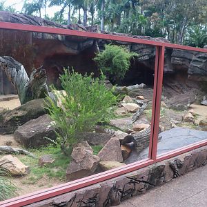 Perentie Enclosure