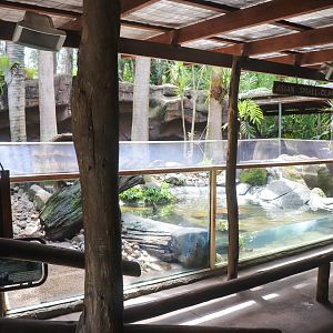 Asian Small-clawed Otter Enclosure