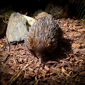 Short-beaked Echidna (Tachyglossus aculeatus)