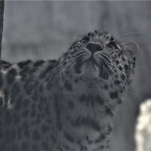 Amur leopard at Schonbrunn