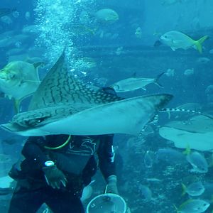 Ornate Eagle Ray (Aetomylaeus vespertilio)