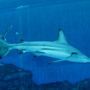 Blacktip Shark (Carcharhinus limbatus)