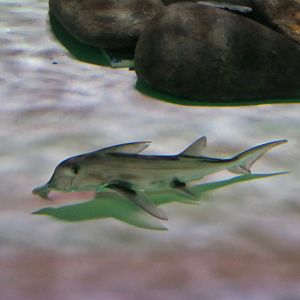 Cape Elephantfish (Callorhinchus capensis)