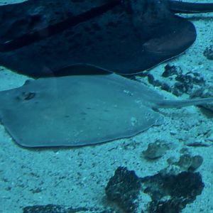 Dwarf Whipray (Himantura walga) - supposedly