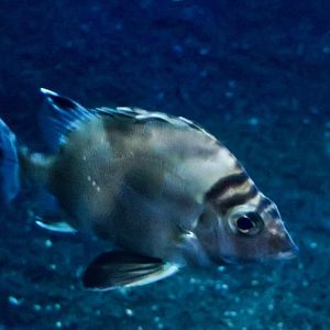 Banjofish (Banjos banjos)